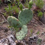 Prickly Pear Cactus in the Spring Green Preserve