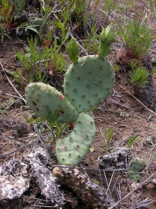 Prickly Pear Cactus in the Spring Green Preserve